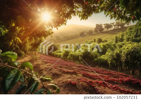 A charming, rustic coffee plantation, showcasing rows of lush, green coffee plants, with ripe, red coffee cherries ready for harvest, sunlit landscape. Generative AI 102057231