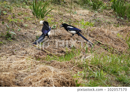 A couple of black-and-white bird cut glass feeding on grass 102057570