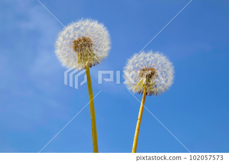 Blue sky and dandelion fluff Blue sky and dandelion fluff 102057573