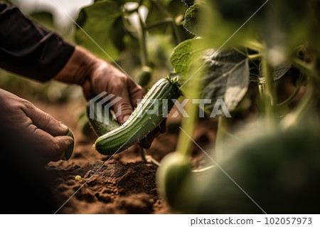 A detailed, shot of a specific vegetable being harvested, such as a cucumber being gently picked from unearthed from the soil. Generative A detailed, shot of a specific vegetable being harvested, such as a cucumber being gently picked from unearthed from the soil. Generative 102057973