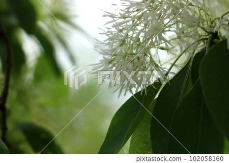 Nanja Monja之花 Nanja Monja之花 102058160