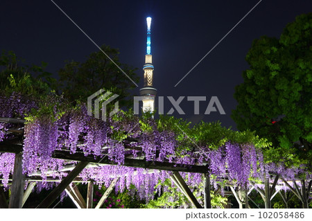 東京都江東區龜戶天神神社紫藤節燈飾和太鼓橋晴空塔 紫藤龜戶天神龜戶 東京都江東區龜戶天神神社紫藤節燈飾和太鼓橋晴空塔 紫藤龜戶天神龜戶 102058486