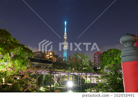 Kameido Tenjin Shrine Wisteria Festival Illumination and Sky Tree from Taiko Bridge Wisteria Wisteria Kameido Tenjin Kameido, Koto-ku, Tokyo Kameido Tenjin Shrine Wisteria Festival Illumination and Sky Tree from Taiko Bridge Wisteria Wisteria Kameido Tenjin Kameido, Koto-ku, Tokyo 102058491