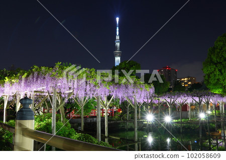 東京都江東區龜戶天神神社紫藤節燈飾和天空樹富士露台紫藤花龜戶天神龜戶 102058609