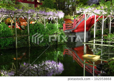 龜戶天神神社紫藤節點燈和太鼓橋紫藤花架龜戶天神龜戶東京都江東區 龜戶天神神社紫藤節點燈和太鼓橋紫藤花架龜戶天神龜戶東京都江東區 102058668