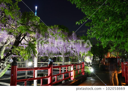 龜戶天神神社紫藤節點燈和太鼓橋紫藤花架龜戶天神龜戶東京都江東區 龜戶天神神社紫藤節點燈和太鼓橋紫藤花架龜戶天神龜戶東京都江東區 102058669