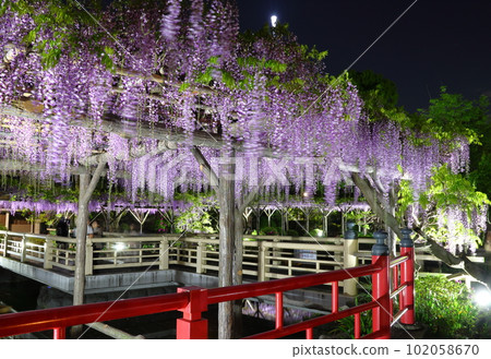 Kameido Tenjin Shrine Wisteria Festival Light-up and Taiko Bridge wisteria trellis Kameido Tenjin Kameido, Koto-ku, Tokyo Kameido Tenjin Shrine Wisteria Festival Light-up and Taiko Bridge wisteria trellis Kameido Tenjin Kameido, Koto-ku, Tokyo 102058670