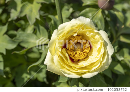 Kinjasui Shrine Gaien Peony Garden Flower Festival in early summer Peonies in full bloom Iwanuma City, Miyagi Prefecture 102058732