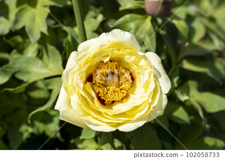 Kinjasui Shrine Gaien Peony Garden Flower in 初夏 盛開的牡丹 宮城縣岩沼市 102058733