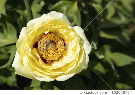 Kinjasui Shrine Gaien Peony Garden Flower Festival in early summer Peonies in full bloom Iwanuma City, Miyagi Prefecture 102058734