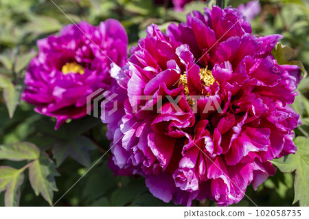 Kinjasui Shrine Gaien Peony Garden Flower in 初夏 盛開的牡丹 宮城縣岩沼市 102058735