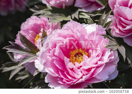 Kinjasui Shrine Gaien Peony Garden Flower in 初夏 盛開的牡丹 宮城縣岩沼市 102058738
