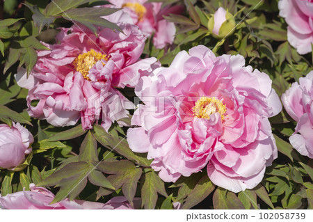 Kinjasui Shrine Gaien Peony Garden Flower in 初夏 盛開的牡丹 宮城縣岩沼市 102058739