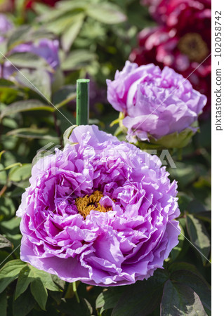 Kinjasui Shrine Gaien Peony Garden Flower in 初夏 盛開的牡丹 宮城縣岩沼市 102058742