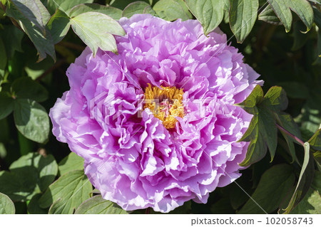 Kinjasui Shrine Gaien Peony Garden Flower in 初夏 盛開的牡丹 宮城縣岩沼市 102058743