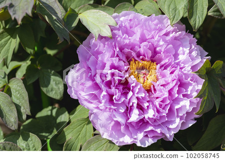 Kinjasui Shrine Gaien Peony Garden Flower in 初夏 盛開的牡丹 宮城縣岩沼市 Kinjasui Shrine Gaien Peony Garden Flower in 初夏 盛開的牡丹 宮城縣岩沼市 102058745