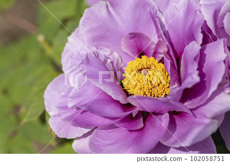Kinjasui Shrine Gaien Peony Garden Flower in 初夏 盛開的牡丹 宮城縣岩沼市 102058751