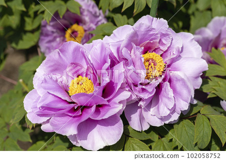 Kinjasui Shrine Gaien Peony Garden Flower in 初夏 盛開的牡丹 宮城縣岩沼市 102058752