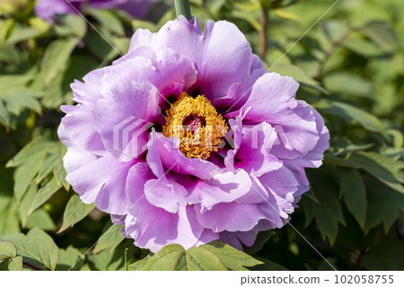 Kinjasui Shrine Gaien Peony Garden Flower in 初夏 盛開的牡丹 宮城縣岩沼市 Kinjasui Shrine Gaien Peony Garden Flower in 初夏 盛開的牡丹 宮城縣岩沼市 102058755