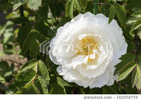 Kinjasui Shrine Gaien Peony Garden Flower in 初夏 盛開的牡丹 宮城縣岩沼市 102058759