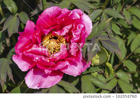 Kinjasui Shrine Gaien Peony Garden Flower Festival in early summer Peonies in full bloom Iwanuma City, Miyagi Prefecture 102058760