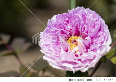 Kinjasui Shrine Gaien Peony Garden Flower in 初夏 盛開的牡丹 宮城縣岩沼市 102058762