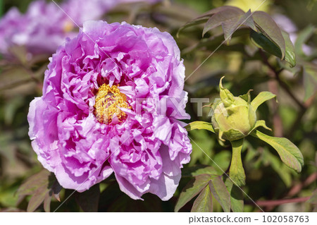 Kinjasui Shrine Gaien Peony Garden Flower in 初夏 盛開的牡丹 宮城縣岩沼市 102058763