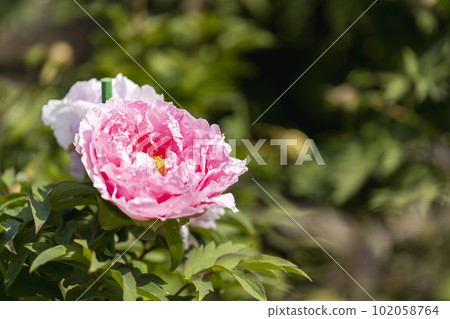 Kinjasui Shrine Gaien Peony Garden Flower in 初夏 盛開的牡丹 宮城縣岩沼市 Kinjasui Shrine Gaien Peony Garden Flower in 初夏 盛開的牡丹 宮城縣岩沼市 102058764