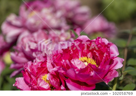 Kinjasui Shrine Gaien Peony Garden Flower in 初夏 盛開的牡丹 宮城縣岩沼市 Kinjasui Shrine Gaien Peony Garden Flower in 初夏 盛開的牡丹 宮城縣岩沼市 102058769