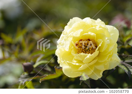 Kinjasui Shrine Gaien Peony Garden Flower in 初夏 盛開的牡丹 宮城縣岩沼市 102058770