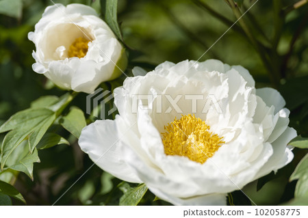 Kinjasui Shrine Gaien Peony Garden Flower Festival in early summer Peonies in full bloom Iwanuma City, Miyagi Prefecture 102058775