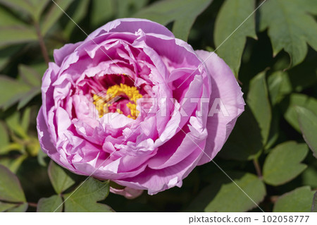 Kinjasui Shrine Gaien Peony Garden Flower Festival in early summer Peonies in full bloom Iwanuma City, Miyagi Prefecture Kinjasui Shrine Gaien Peony Garden Flower Festival in early summer Peonies in full bloom Iwanuma City, Miyagi Prefecture 102058777