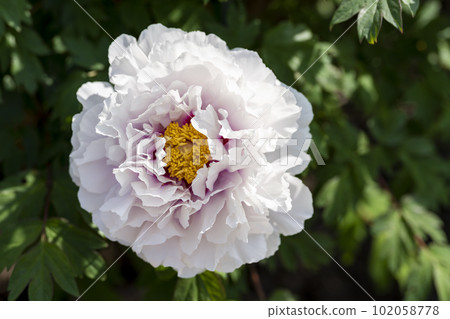 Kinjasui Shrine Gaien Peony Garden Flower in 初夏 盛開的牡丹 宮城縣岩沼市 Kinjasui Shrine Gaien Peony Garden Flower in 初夏 盛開的牡丹 宮城縣岩沼市 102058778