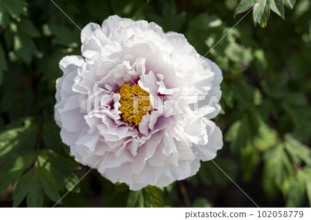 Kinjasui Shrine Gaien Peony Garden Flower in 初夏 盛開的牡丹 宮城縣岩沼市 102058779