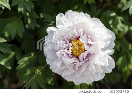 Kinjasui Shrine Gaien Peony Garden Flower in 初夏 盛開的牡丹 宮城縣岩沼市 Kinjasui Shrine Gaien Peony Garden Flower in 初夏 盛開的牡丹 宮城縣岩沼市 102058780