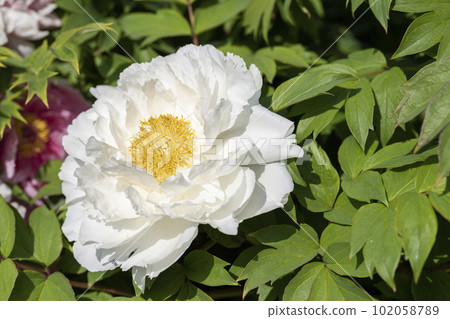 Kinjasui Shrine Gaien Peony Garden Flower in 初夏 盛開的牡丹 宮城縣岩沼市 102058789