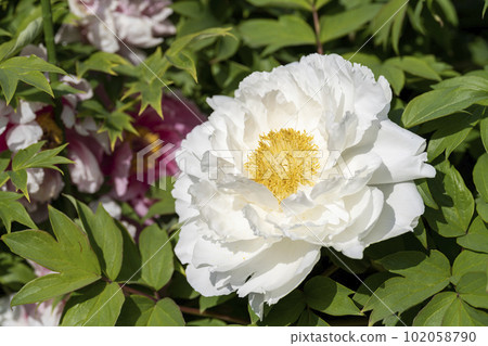 Kinjasui Shrine Gaien Peony Garden Flower in 初夏 盛開的牡丹 宮城縣岩沼市 Kinjasui Shrine Gaien Peony Garden Flower in 初夏 盛開的牡丹 宮城縣岩沼市 102058790