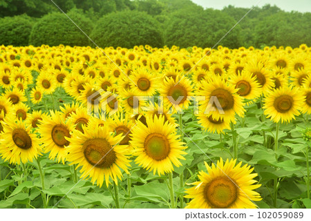 Sunflower in full bloom, summer image Sunflower in full bloom, summer image 102059089
