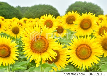 盛開的向日葵，夏天的形象 102059100