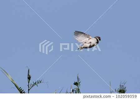 A sparrow flapping its wings in the blue sky 102059359