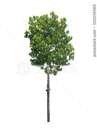 Dipterocarpus alatus Roxb tree Dipterocarpus alatus Roxb tree 102059369