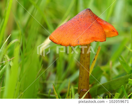 Ecological photograph of Witch's hat 102059671