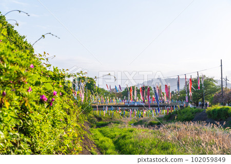 鯉魚旗掛在溪流上,背景是高尾山 鯉魚旗掛在溪流上,背景是高尾山 102059849