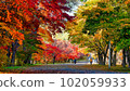 Autumn in Makomanai Park 102059933