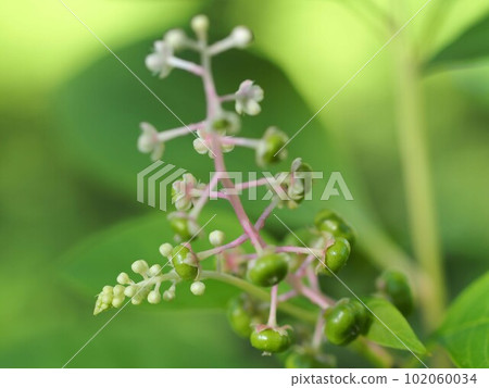 商陸的未成熟果實 商陸的未成熟果實 102060034