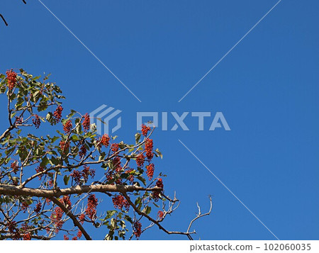 藍天和芽的紅色果實 102060035