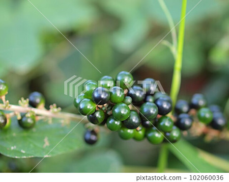 Yaburan的未成熟果實 Yaburan的未成熟果實 102060036