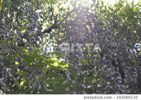 Wisteria of Ushijima, Saitama ② 102060110