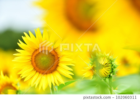 盛開的向日葵,夏天的形象 盛開的向日葵,夏天的形象 102060311