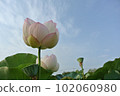 Ancient lotus village pink lotus 2 102060980